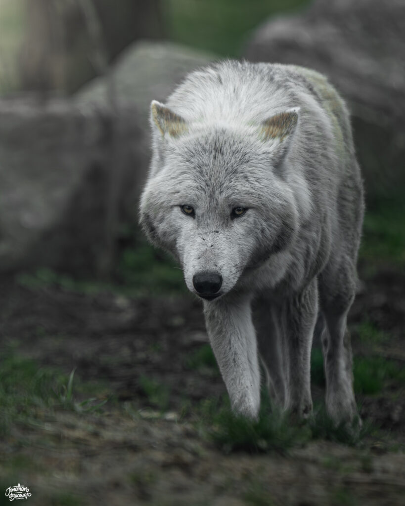 PHOTOGRAPHE-ANIMALIER-1 Photographie d'un loup blanc se déplaçant avec son groupe dans ma direction à Pairi Daiza.