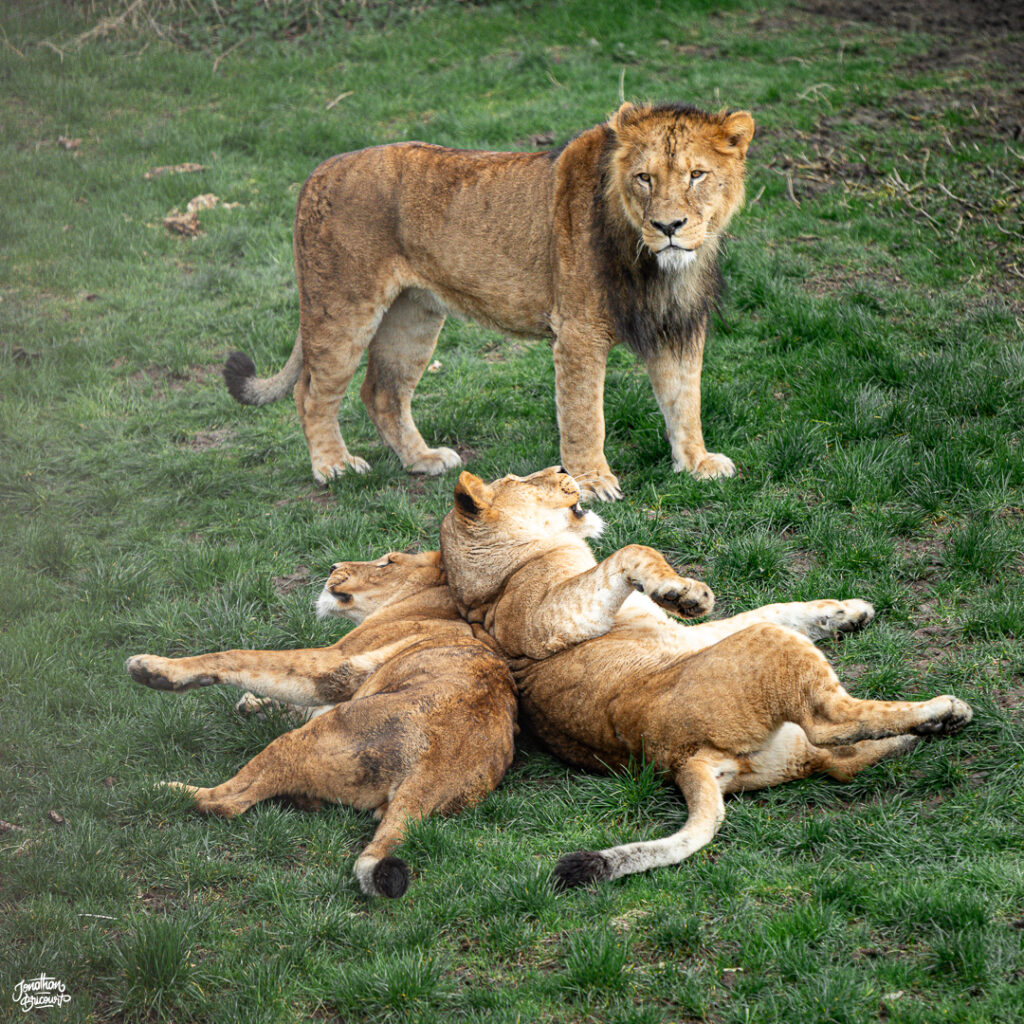 PHOTOGRAPHE-ANIMALIER-10 Photographie d'un lion accompagné de deux lionnes à Pairi Daiza.