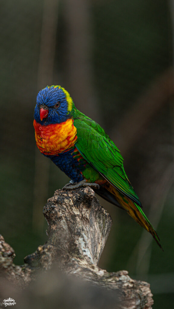 PHOTOGRAPHE-ANIMALIER-12 Photographie d'un loriquet à col rouge à Pairi Daiza.