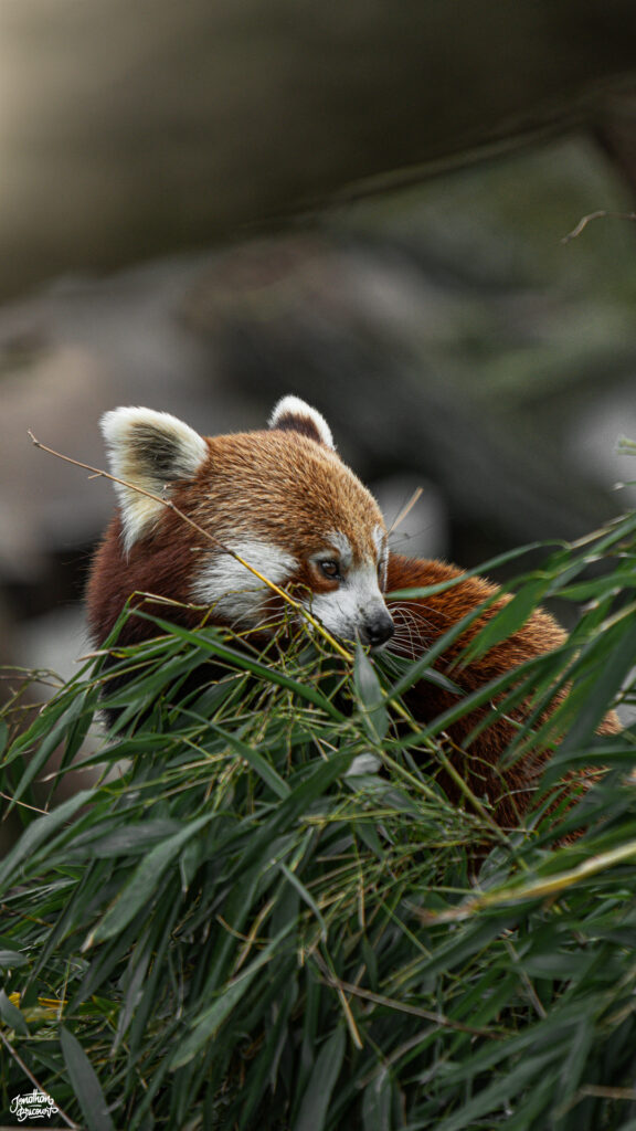 PHOTOGRAPHE-ANIMALIER-13 Photographie d'un panda roux à Pairi Daiza.