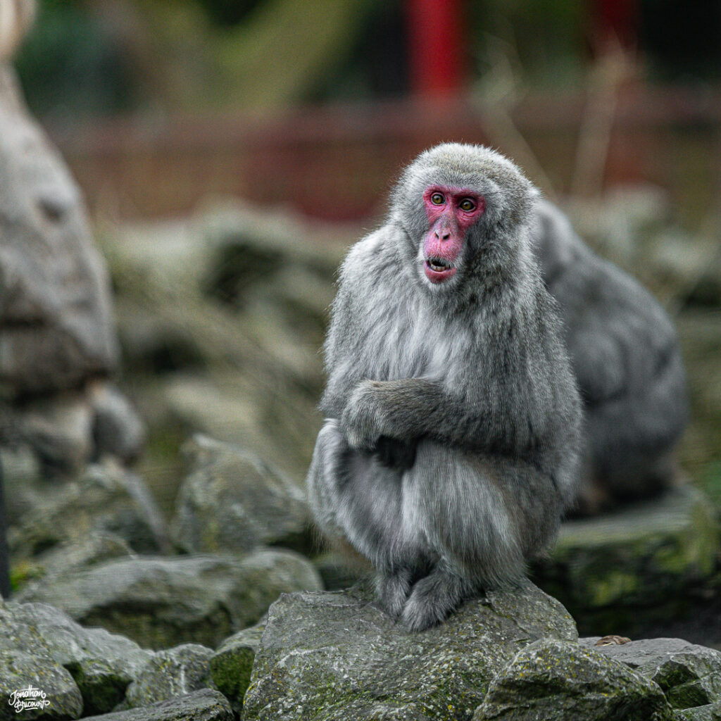 PHOTOGRAPHE-ANIMALIER-15 Photographie d'un singe à Pairi Daiza.
