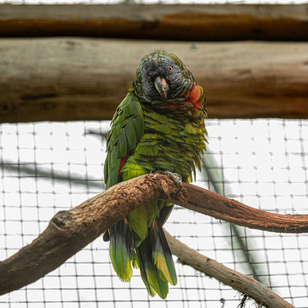 PHOTOGRAPHE-ANIMALIER-3 Photographie d'un Amazone à Pairi Daiza.