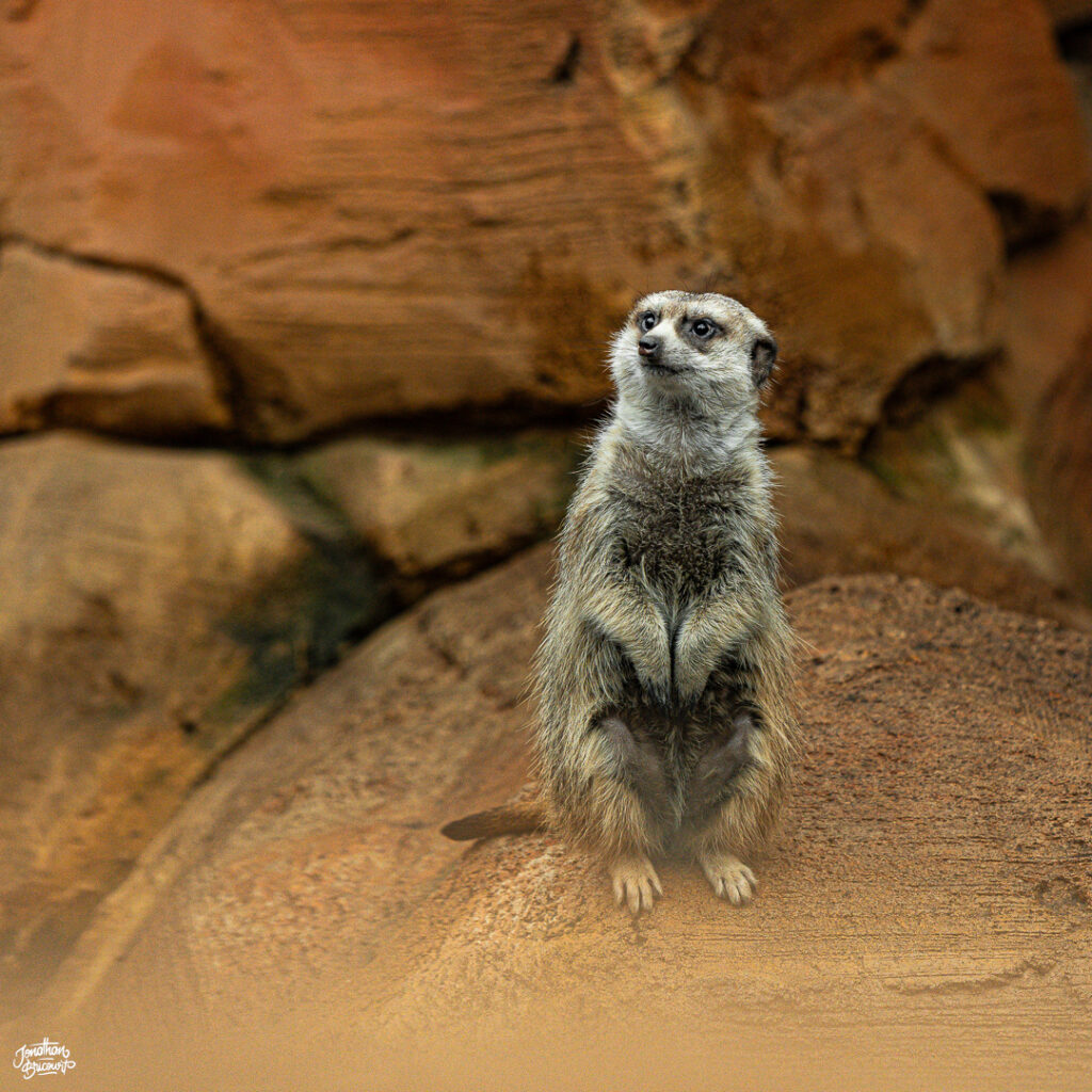 PHOTOGRAPHE-ANIMALIER-4 Photographie d'un suricate à Pairi Daiza.