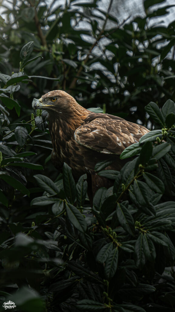 PHOTOGRAPHE-ANIMALIER-6 Photographie d'un aigle royal à Pairi Daiza.