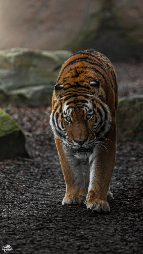 PHOTOGRAPHE-ANIMALIER-7 Photographie d'un tigre à Pairi Daiza.