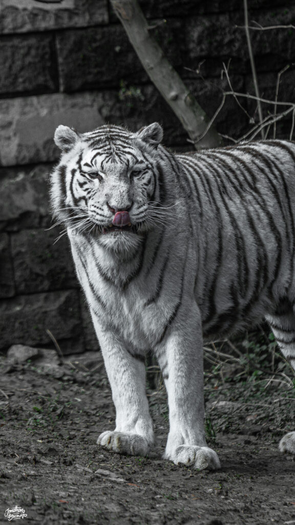 PHOTOGRAPHE-ANIMALIER-8 Photographie d'un tigre blanc qui a décidé de tirer la langue à Pairi Daiza.