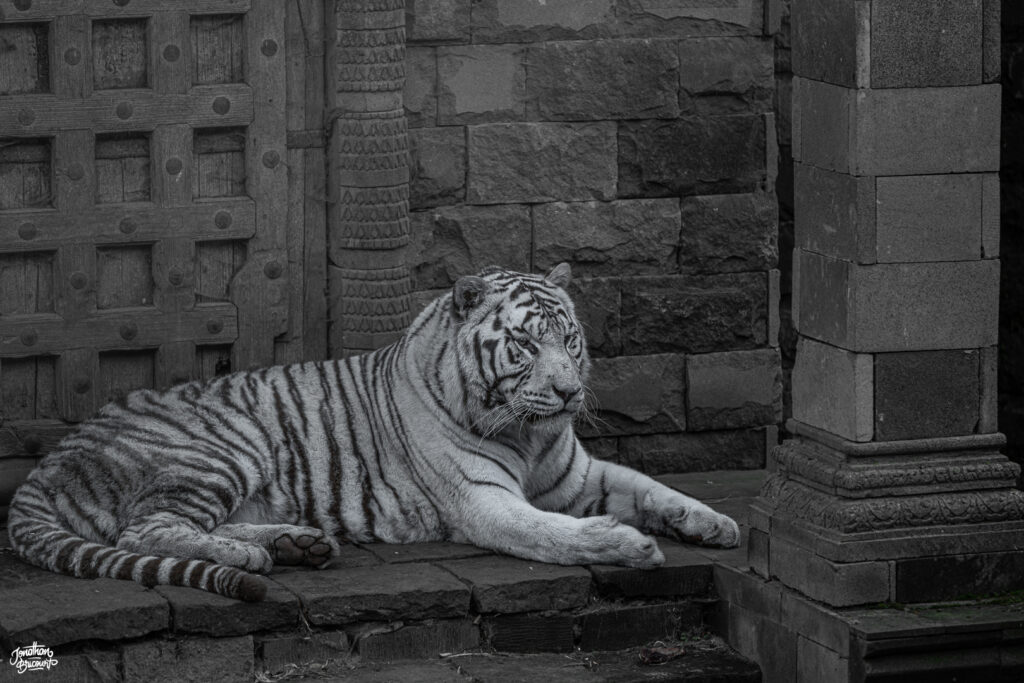 PHOTOGRAPHE-ANIMALIER-9 Photographie d'un tigre blanc à Pairi Daiza.