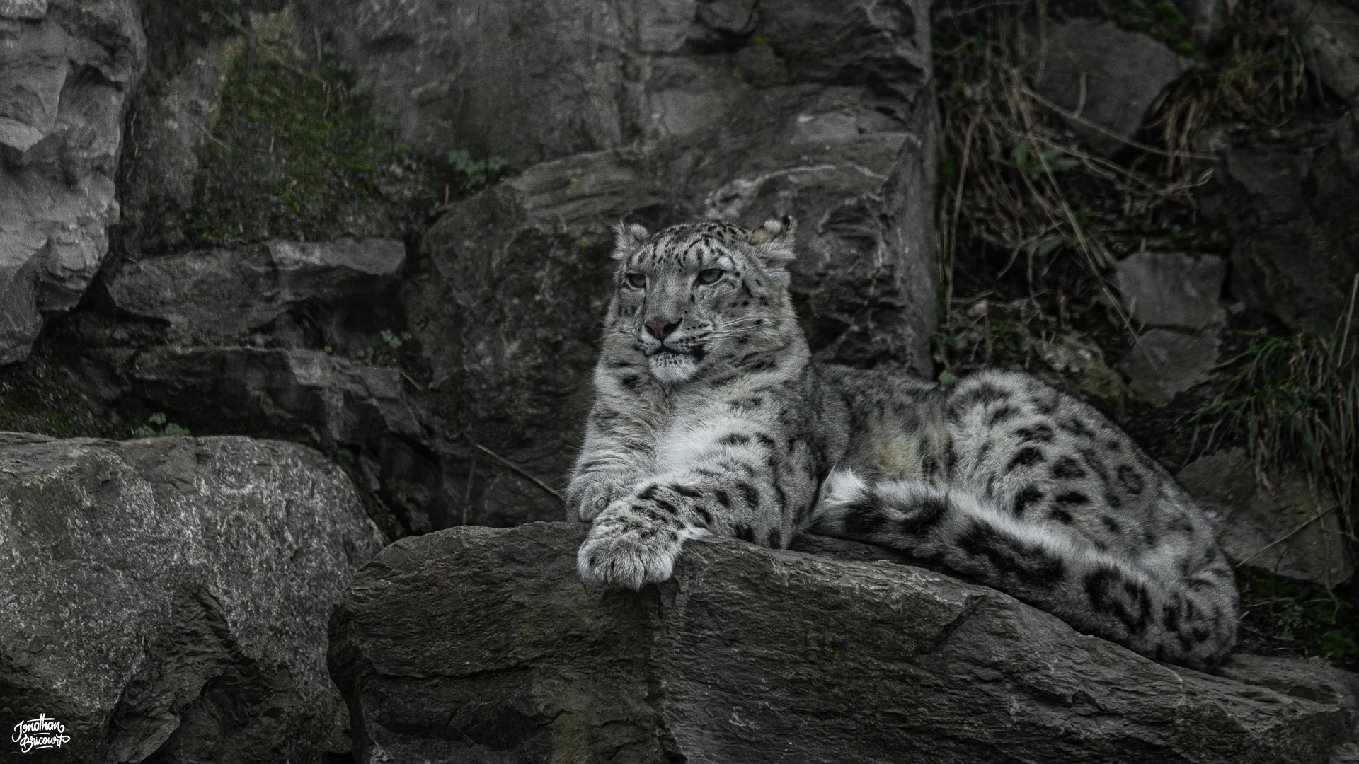 Panthère des neiges photographiée à Pairi Daiza