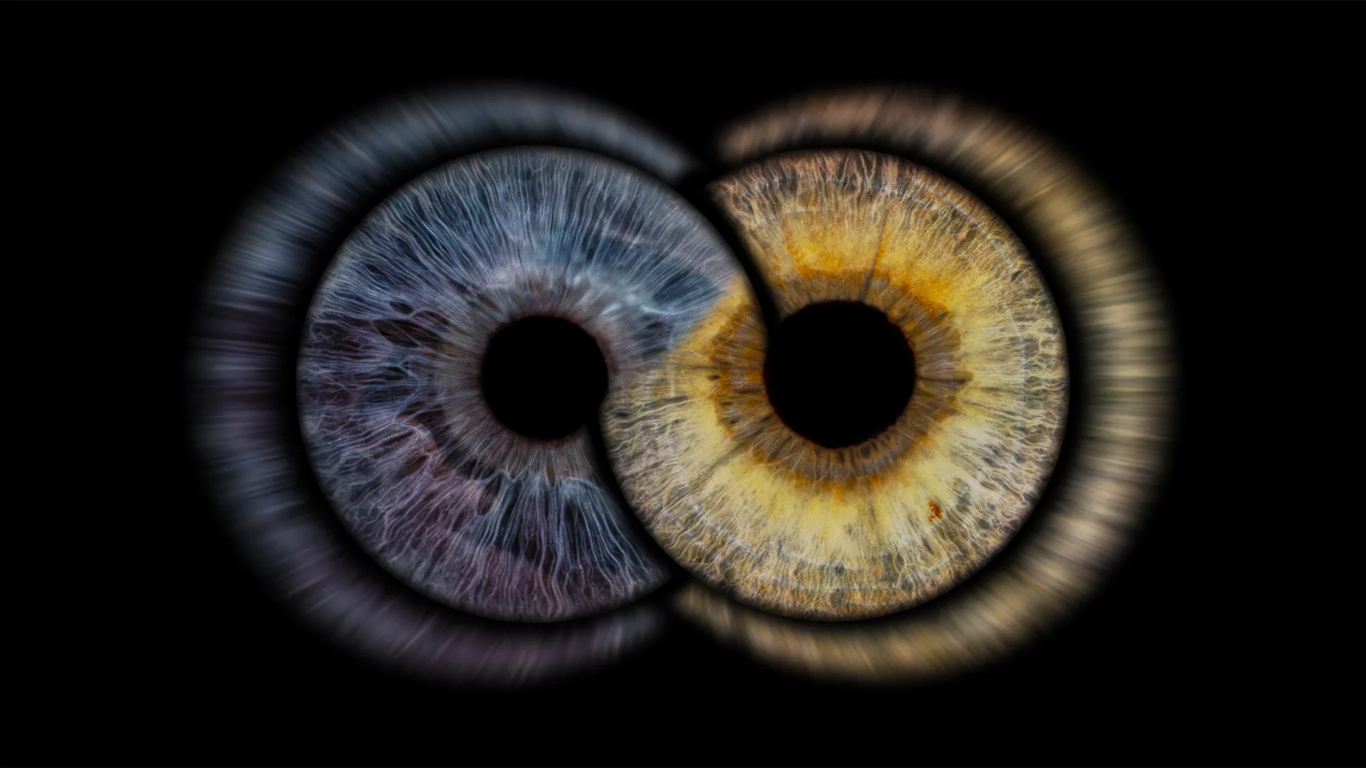 Photographie artistique d’un iris